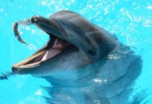 „delfini“-potopili-madjare:-vaterpolisti-na-startu-sp-do-18-godina-u-buenos-ajresu-savladali-branioca-titule-sa-13:12
