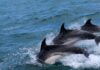 „delfini“-neguju-tradiciju:-vaterpolisti-zele-u-parizu-da-opravdaju-ulogu-dvostrukog-uzastopnog-olimpijskog-pobednika