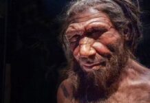 torin-–-poslednji-kralj-neandertalaca:-pronadjen-neandertalac-iz-druge-loze