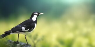 magpie-–-dzedajski-pokusaj