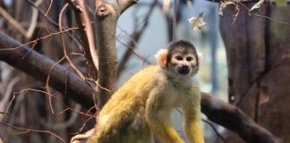 the-monkey-–-e,-moj-kinze-(kinge?)…