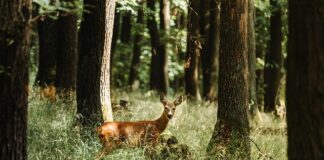 miljenica-jelene-karleuse-iz-“zvezda-granda”-trudna:-pokazala-i-oca,-ali-jos-mu-ne-znamo-ime…