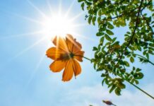 poslednji-dan-aprila-bez-oblaka:-temperatura-do-30-stepeni,-od-utorka-opet-kisa