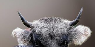 novi-titlovi.com-kodi-plugin