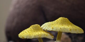 mira-karanovic-seta-oziljke-od-fejsliftinga:-glumica-se-zategla-do-tacke-pucanja-(foto)
