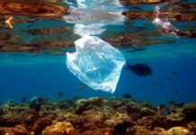 naucnici-u-japanu-nasli-resenje-za-problem-zagadjenja:-razvili-plastiku-koja-se-rastvara-u-morskoj-vodi-za-nekoliko-sati-–-nedeljnik