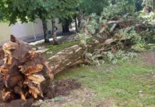 veliko-nevreme-u-pirotu:-jak-vetar-polomio-ogromno-stoletno-stablo-u-centru-grada