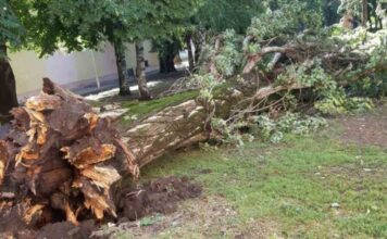 veliko-nevreme-u-pirotu:-jak-vetar-polomio-ogromno-stoletno-stablo-u-centru-grada