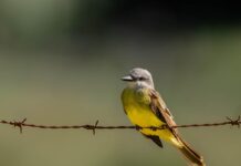 panika-u-tirani:-mec-albanije-i-srbije-obezbedjuje-2000-policajaca-i-vojnika,-anti-dron-sistem,-a-to-nije-sve…