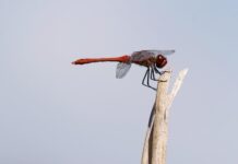 how-to-train-your-dragon-vec-najgledaniji-u-juznoj-koreji
