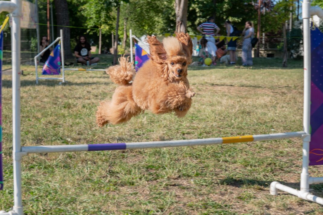 festival-pasa-svih-rasa-“ulicni-psi”-tradicionalno-na-kalemegdanu-–-nedeljnik