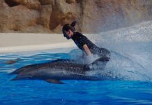 „delfini“-sa-„furijom“:-mladi-vaterpolisti-sutra-protiv-spanije-startuju-na-juniorskom-svetskom-prvenstvu-u-zagrebu