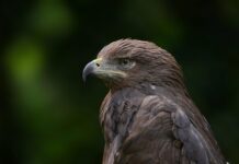 „orlovi“-sanjaju-podvig:-odbojkasi-sutra-u-poslednjem-kolu-turnira-lige-nacija-u-sijanu-igraju-sa-poljskom-nikole-grbica