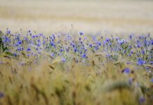 clown-in-a-cornfield-–-opcinjenost-klovnovima