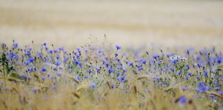 clown-in-a-cornfield-–-opcinjenost-klovnovima
