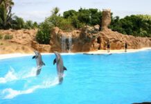 „delfini“-u-trebinju:-vaterpolisti-na-bazicnim-pripremama-za-svetsko-prvenstvo-u-singapuru