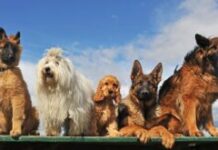 otvorene-prijave-za-sedmo-izdanje-programa-unleashed-uz-podrsku-purina-accelerator-laba-–-nedeljnik