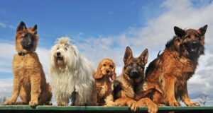 otvorene-prijave-za-sedmo-izdanje-programa-unleashed-uz-podrsku-purina-accelerator-laba-–-nedeljnik