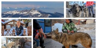 „staze-kosmeta“-–-sar-planina:-kako-sam-pripitomio-vucicu?-(video)