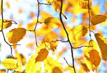 golden-stejt-ne-zaboravlja-milojevica:-dejanov-sin-u-strucnom-stabu-stiva-kera
