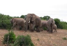 afrika-zadnjicu-prekrila-samo-nakitom-–-pevacica-na-nastup-dosla-gologuza,-pa-zamesala-(foto)