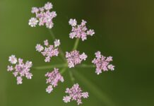 “dara-mi-se-u-sina-kune-da-to-nije-uradila“:-saka-polumentu-povredila-izdaja-koleginice