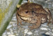napupele-bradavice:-luna-djogani-bez-brusthaltera,-minijaturna-haljina-sve-otkriva-(foto)