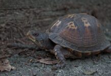 nista-vise-nece-biti-isto!-nebojsa-covic-najavio-tekstonske-promene-u-srpskoj-kosarci