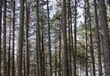 zlatibor-disao-u-ritmu-triatlona:-odrzano-prvenstvo-srbije-u-sprint-distanci