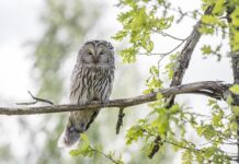 jos-jedno-slavlje-u-domu-tanje-savic:-poseban-dan-za-pevacicu,-a-mukija-ni-na-vidiku