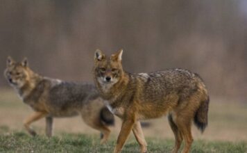makron-pozvao:-ne-dozvolite-vece-naseljavanje-vukova-u-stocarskim-krajevima