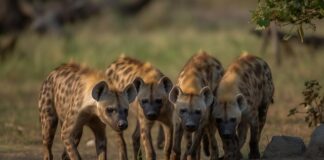 dara-bubamara-ce-biti-clan-zirija-zvezda-granda:-njena-uloga-ce-se-razlikovati-od-ostalih