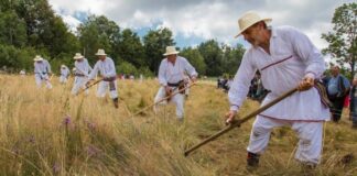 otkuj-kosu-i-naostri-dobro!-takmicenje-na-rajcu-i-ove-godine-docekuje-majstore-rucnog-kosenja-planinske-trave