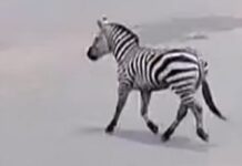 drama-u-beogradskom-zoo-vrtu:-zebra-pobegla-iz-kaveza,-povredila-dete-i-coveka