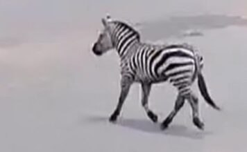 drama-u-beogradskom-zoo-vrtu:-zebra-pobegla-iz-kaveza,-povredila-dete-i-coveka