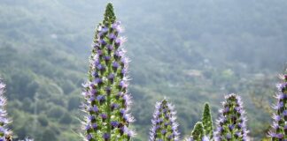 brena-slagala-bobu-zivojinovica:-“uradila-je-to-jednom-i-nikad-vise“