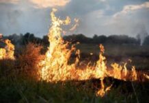 pozari-u-srbiji-ne-prestaju:-u-nekloliko-mesta-vanredna-situacija,-vatrogasci-spasili-vise-od-10-osoba-–-nedeljnik