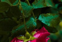 rastina-djevojka-o-njegovom-nedavnom-uhicenju:-pored-svega,-progovorila-i-o-prosirenju-obitelji…