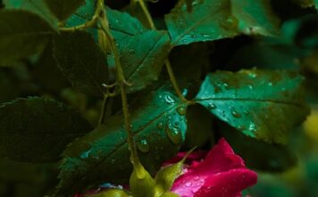 rastina-djevojka-o-njegovom-nedavnom-uhicenju:-pored-svega,-progovorila-i-o-prosirenju-obitelji…