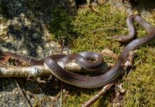 stize-neocekivana-zamena:-krstovica-u-leceu-menja-fudbaler-iz-superlige-srbije