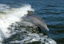 „delfini“-sa-spanijom:-vaterpolisti-saznali-rivale-na-37-ep-od-10-do-25.januara-iduce-godine-u-beogradu