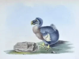 naucnici-rade-na-ozivljavanju-ptice-dodo-posle-300-godina-od-izumiranja-–-nedeljnik