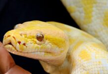 ozenio-se-albino:-bosanskohercegovacki-kantautor-u-crnom-odijelu,-a-tek-da-vidite-poruke-na-stolovima-(foto)