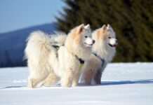 sledece-su-madjarice:-rukometasice-crvene-zvezde-otpisale-spono-igls-i-zakazale-duel-sa-estergomijem