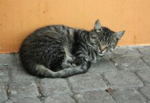 „zaspala-je-nasa-musu“:-dusica-jakovljevic-dozivela-veliki-gubitak-–-voditeljka-u-suzama