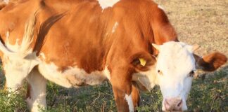 amra-dzeko-danas-napunila-41-godinu-a-i-dalje-je-bomba:-izostala-javna-cestitka-od-supruga…
