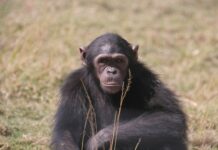preminula-je-jane-goodall,-legendarna-“saptacica-cimpanzama”…