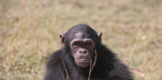 preminula-je-jane-goodall,-legendarna-“saptacica-cimpanzama”…