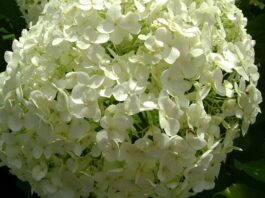 cerka-anabele-i-gagija-se-zaposlila-–-ninu-estrada-ne-zanima,-evo-cime-se-bavi
