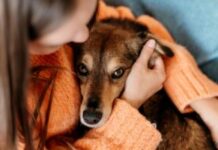 kreni-promeni:-ministarstvo-povuklo-nacrt-zakona-o-dobrobiti-zivotinja-na-doradu-–-nedeljnik